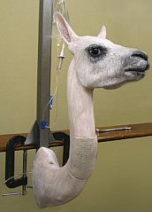 maniqui alpaca para venopunción